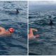 Dolphins Form Protective Circle Around Swimmer to Save Him from Shark