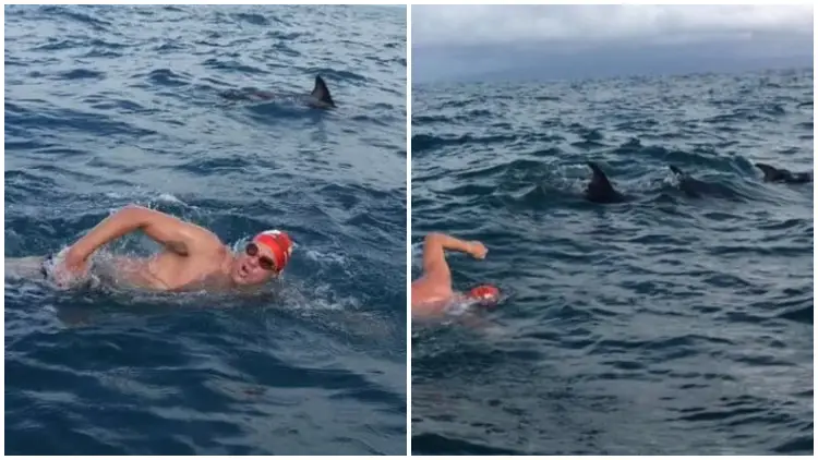 Dolphins Form Protective Circle Around Swimmer to Save Him from Shark
