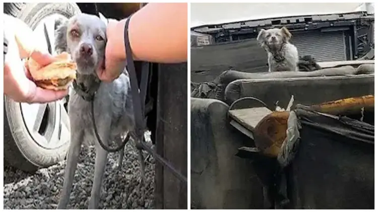 Dumped Dog, Covered in Soot and Ash, Was Forced to Spend Her Nights Sleeping Outside on an Old Burnt Couch