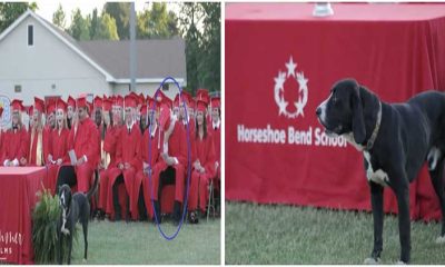 During The Valedictorian's Speech, Humorous Dog Stole The Show at Graduation