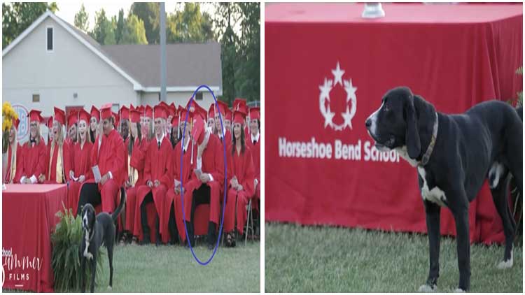 During The Valedictorian's Speech, Humorous Dog Stole The Show at Graduation