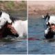 Emotional Scene Brave Wild Stallion Rescues Struggling Young Filly Horse from Drowning, Captured on Camera