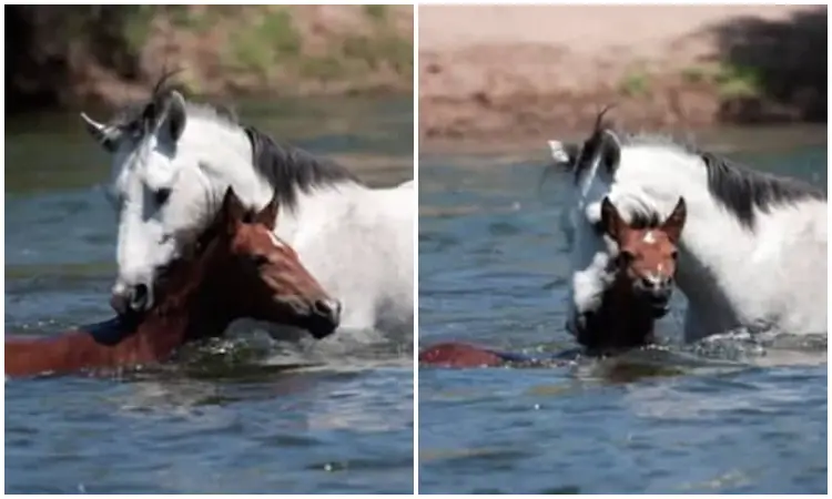 Emotional Scene Brave Wild Stallion Rescues Struggling Young Filly Horse from Drowning, Captured on Camera