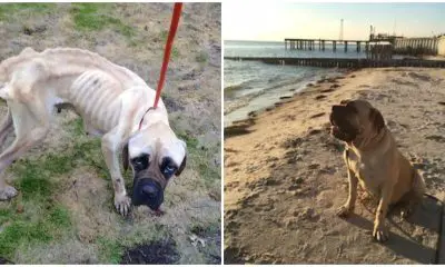 English Mastiff Starved And Thrown From Car Wags Her Tail Every Time She Sees Her Rescuer