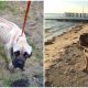 English Mastiff Starved And Thrown From Car Wags Her Tail Every Time She Sees Her Rescuer