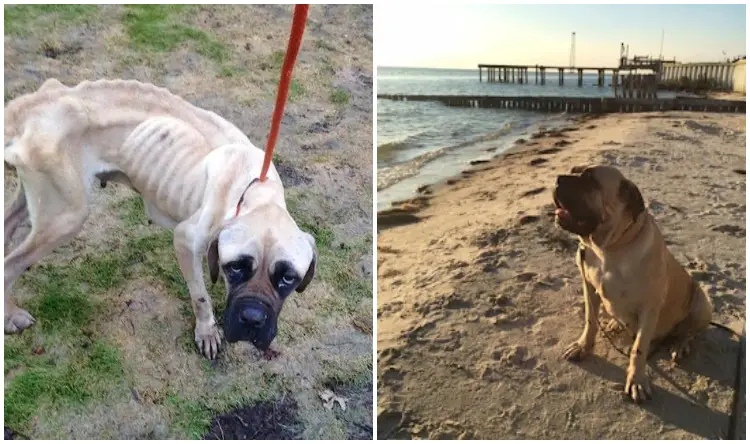 English Mastiff Starved And Thrown From Car Wags Her Tail Every Time She Sees Her Rescuer