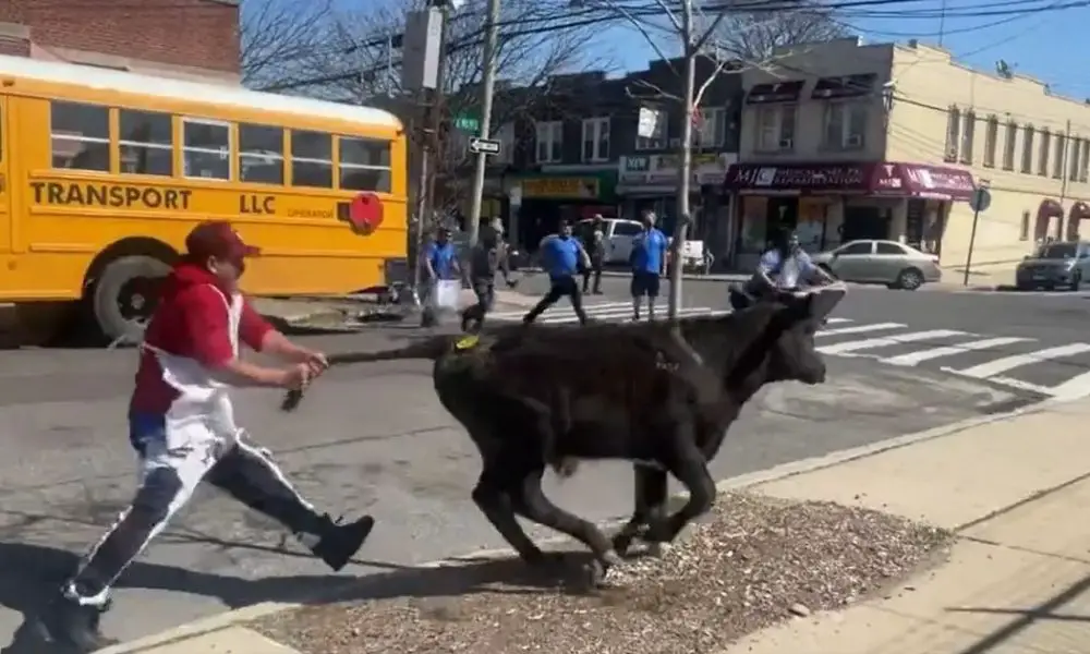 Escaped Slaughterhouse Cow Found Wandering The Streets of Brooklyn Has Been Rescued (Video)