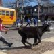 Escaped Slaughterhouse Cow Found Wandering The Streets of Brooklyn Has Been Rescued (Video)