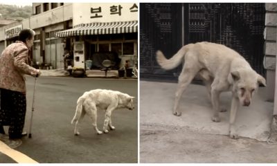 Every Day, The Dog Would Roam The Streets in Search of His Owner Who Had Passed Away