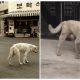 Every Day, The Dog Would Roam The Streets in Search of His Owner Who Had Passed Away