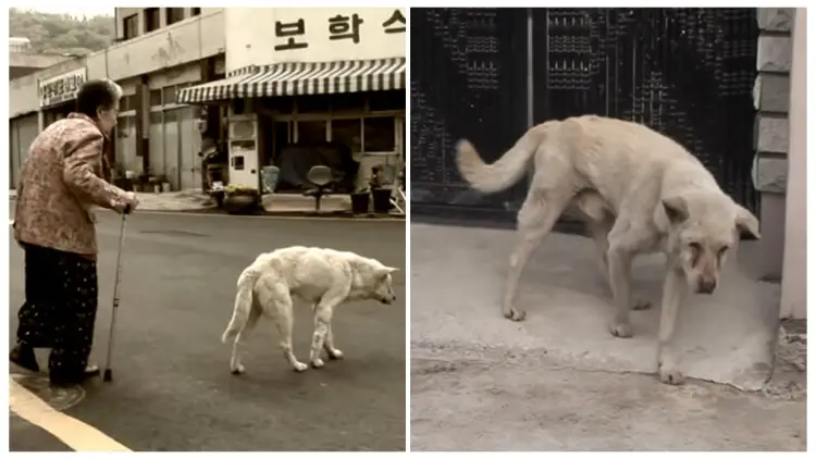 Every Day, The Dog Would Roam The Streets in Search of His Owner Who Had Passed Away