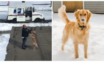 Every Day, a Beloved Mailman Receives a Sweet Hug from a Golden Retriever Who Patiently Waits for Him