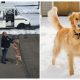 Every Day, a Beloved Mailman Receives a Sweet Hug from a Golden Retriever Who Patiently Waits for Him