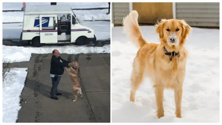 Every Day, a Beloved Mailman Receives a Sweet Hug from a Golden Retriever Who Patiently Waits for Him