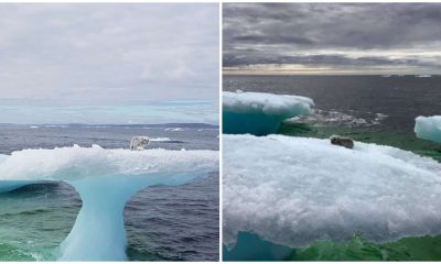 Fisherman Saves Arctic Fox Stranded on Distant Iceberg, Far from Shore