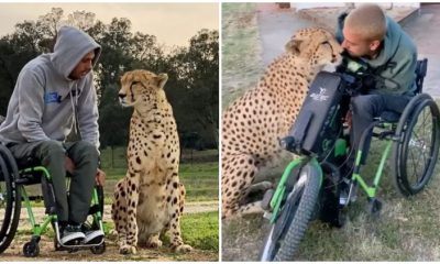 Following a Motorbike Accident, Man in a Wheelchair Finds an Unlikely Friend in a Large Cheetah