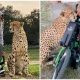 Following a Motorbike Accident, Man in a Wheelchair Finds an Unlikely Friend in a Large Cheetah