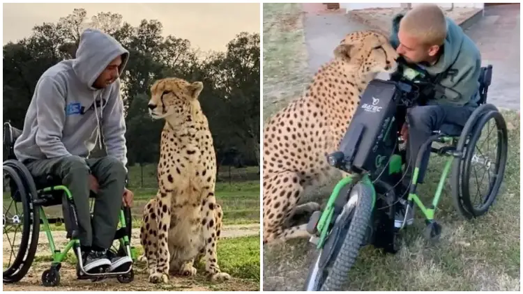 Following a Motorbike Accident, Man in a Wheelchair Finds an Unlikely Friend in a Large Cheetah