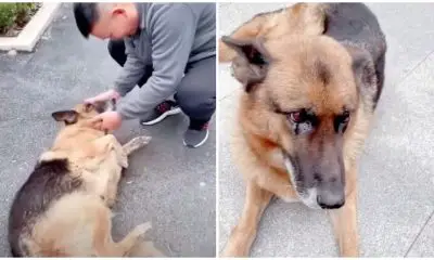 Former Police Dog Couldn't Hold Back Tears Of Joy When Reuniting With Her Handler After Years