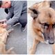 Former Police Dog Couldn't Hold Back Tears Of Joy When Reuniting With Her Handler After Years