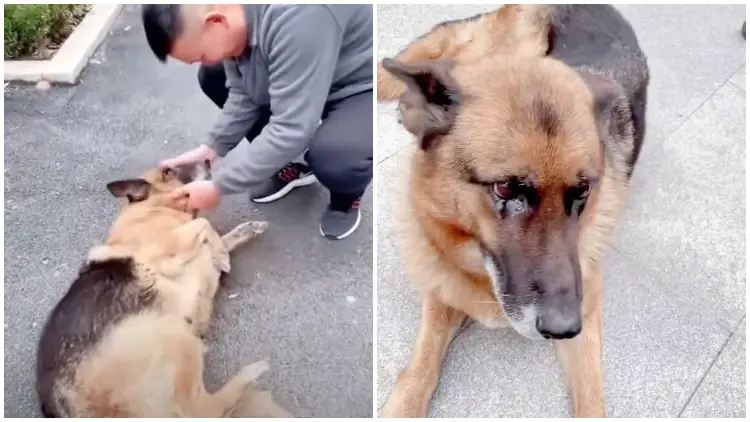 Former Police Dog Couldn't Hold Back Tears Of Joy When Reuniting With Her Handler After Years