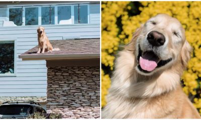 From The Roof of His Texas Home, a Golden Retriever Delights in Greeting His Neighbors