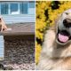 From The Roof of His Texas Home, a Golden Retriever Delights in Greeting His Neighbors