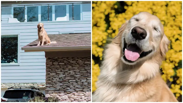 From The Roof of His Texas Home, a Golden Retriever Delights in Greeting His Neighbors