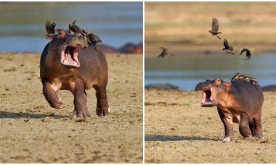 Funny Pics Captured Moments Baby Hippo "Yells Out For Help" As A Flock of Birds Lands on Its Back