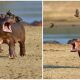 Funny Pics Captured Moments Baby Hippo "Yells Out For Help" As A Flock of Birds Lands on Its Back