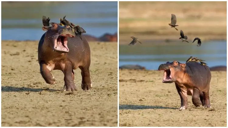 Funny Pics Captured Moments Baby Hippo "Yells Out For Help" As A Flock of Birds Lands on Its Back