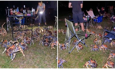 Giant Coconut Crabs Steal Food From A Family Picnic