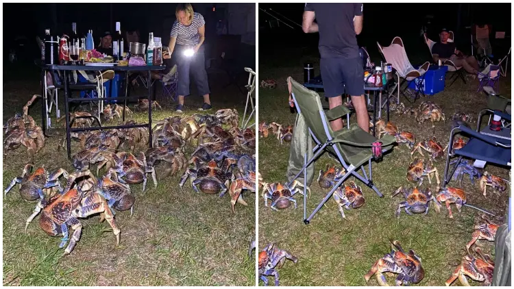 Giant Coconut Crabs Steal Food From A Family Picnic