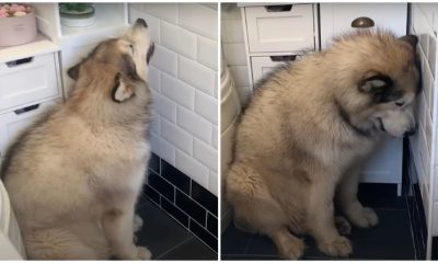 Giant Dog Doesn't Like Taking Baths, And This Is A Hilarious "Plan" To Escape