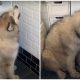 Giant Dog Doesn't Like Taking Baths, And This Is A Hilarious "Plan" To Escape