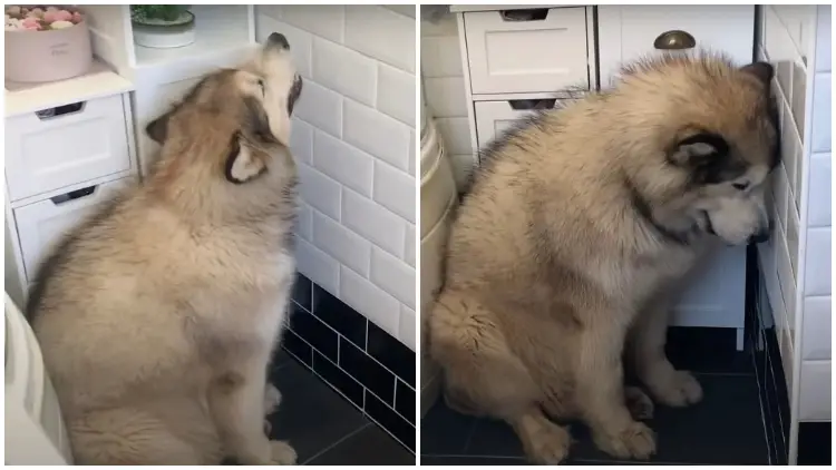 Giant Dog Doesn't Like Taking Baths, And This Is A Hilarious "Plan" To Escape