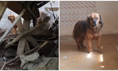 Grieving Dog Lived Alone in an Empty House for Months Following Its Owner's Death