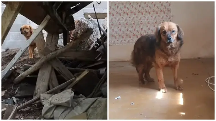 Grieving Dog Lived Alone in an Empty House for Months Following Its Owner's Death