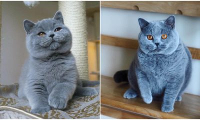 Grumpy Faces of The Blue British Shorthair, Known As The Cutest Teddy Bears in The Cat Kingdom, Will Surely Warm Your Heart