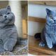 Grumpy Faces of The Blue British Shorthair, Known As The Cutest Teddy Bears in The Cat Kingdom, Will Surely Warm Your Heart