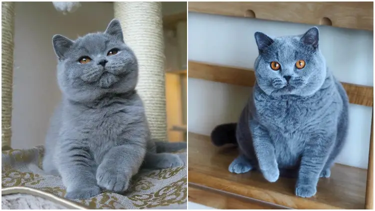Grumpy Faces of The Blue British Shorthair, Known As The Cutest Teddy Bears in The Cat Kingdom, Will Surely Warm Your Heart