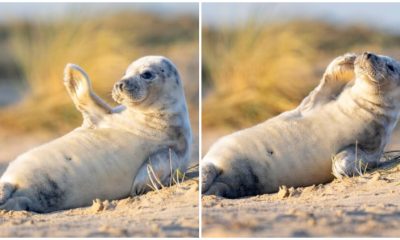 Happy Seal Pup Waves to Camera While Sunbathing on Beach in Adorable Photos