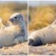 Happy Seal Pup Waves to Camera While Sunbathing on Beach in Adorable Photos