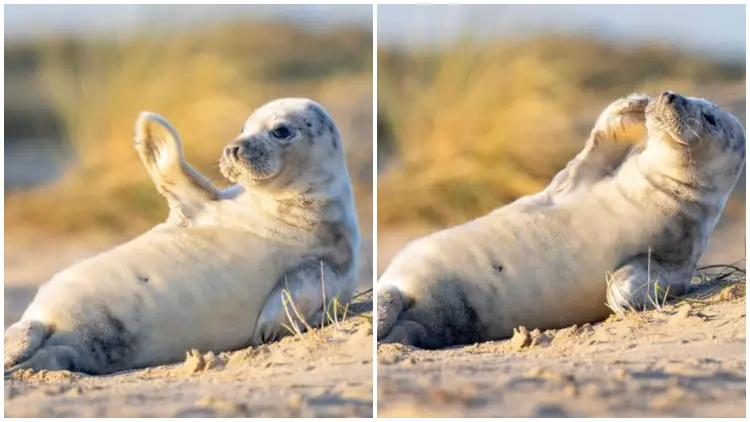 Happy Seal Pup Waves to Camera While Sunbathing on Beach in Adorable Photos