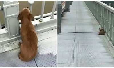 Heartbroken Dog Waits on Bridge for Four Days After Witnessing His Owner Jumping into River