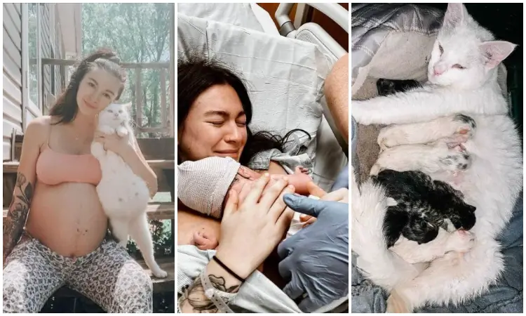 Heartwarming Coincidence: Pregnant Cat Rescued by Expectant Woman, Both Give Birth Simultaneously