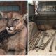 Heartwarming Moment: After Two Decades in Captivity, Mountain Lion Takes Its First Steps to Freedom