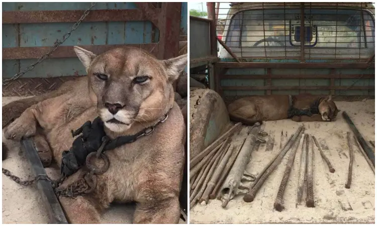 Heartwarming Moment: After Two Decades in Captivity, Mountain Lion Takes Its First Steps to Freedom