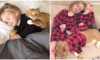 Heartwarming Moment Little Girl Sings 'You Are My Sunshine' To Her Dying Cat