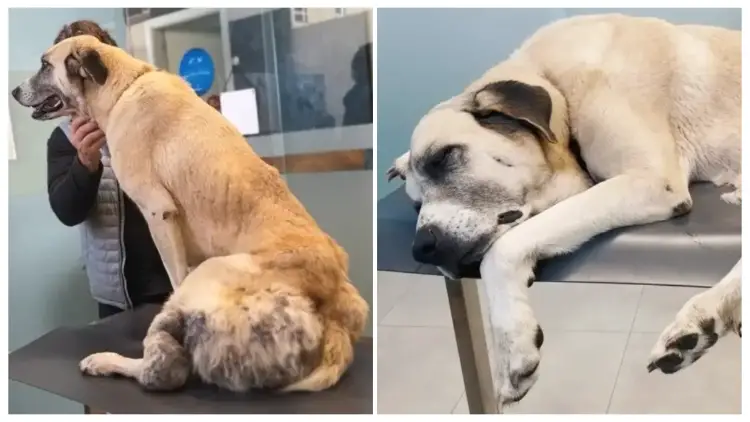 Her owner left her to suffer, with a growing tumor, constant malnourishment, and pain, but she still surʋiʋed